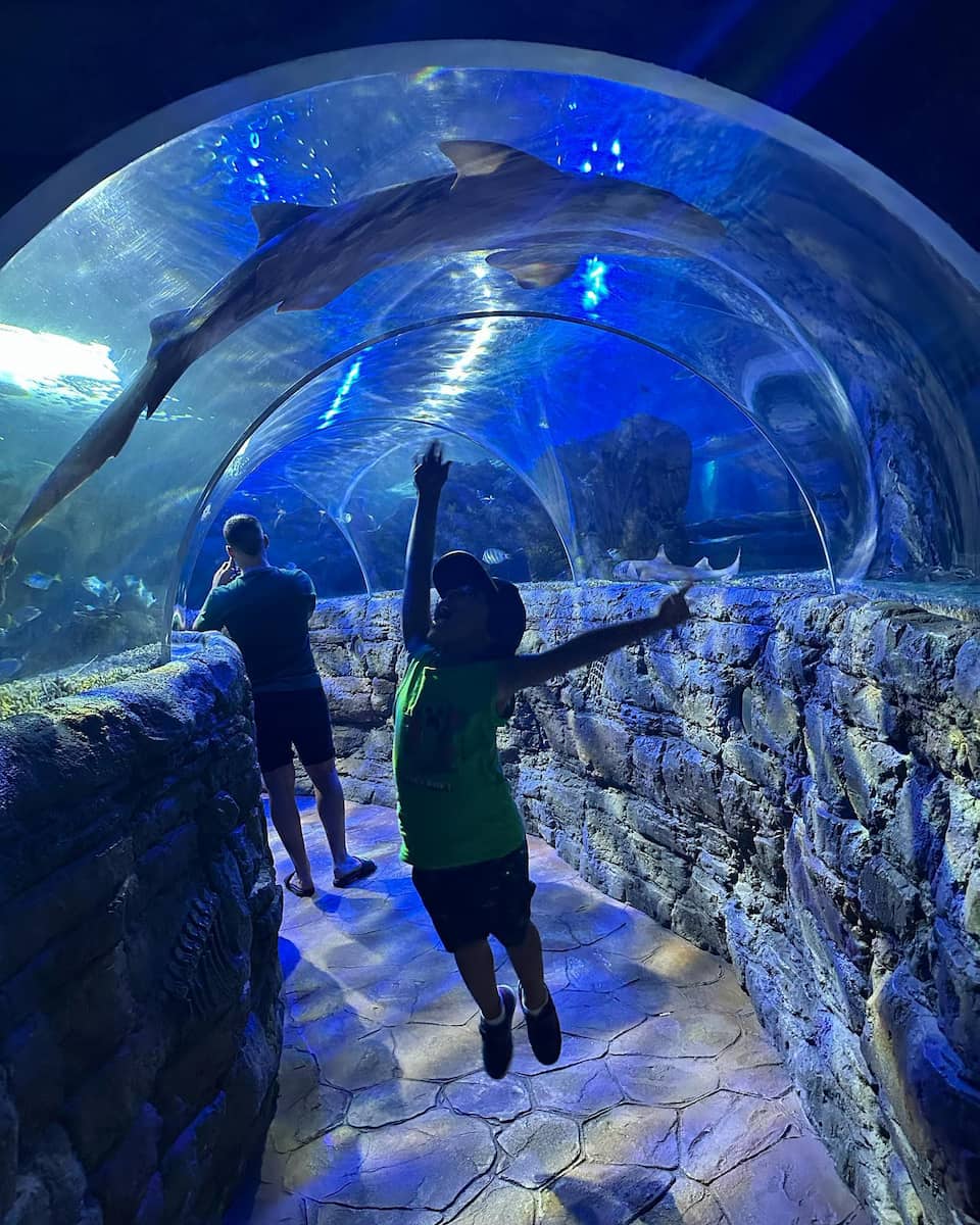 SEA LIFE Benalmadena SEA LIFE Benalmadena