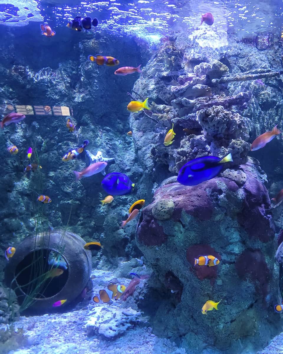 SEA LIFE Scheveningen, Hague SEA LIFE Scheveningen, Hague