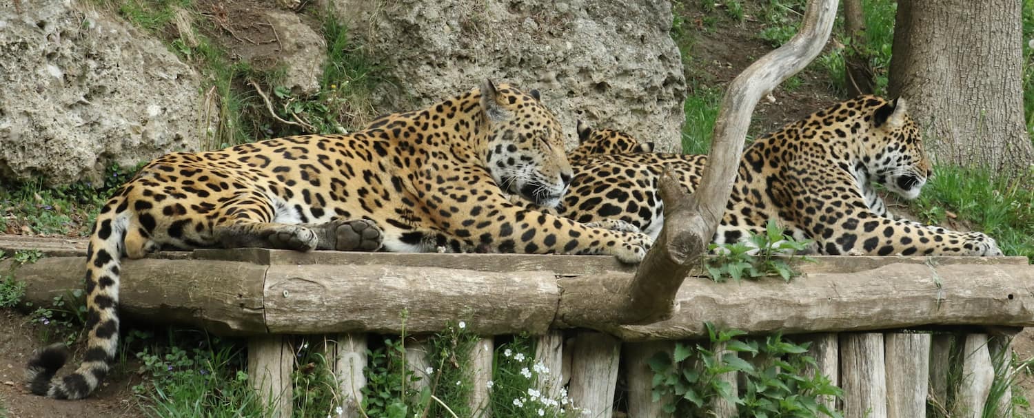 Salzburg Zoo