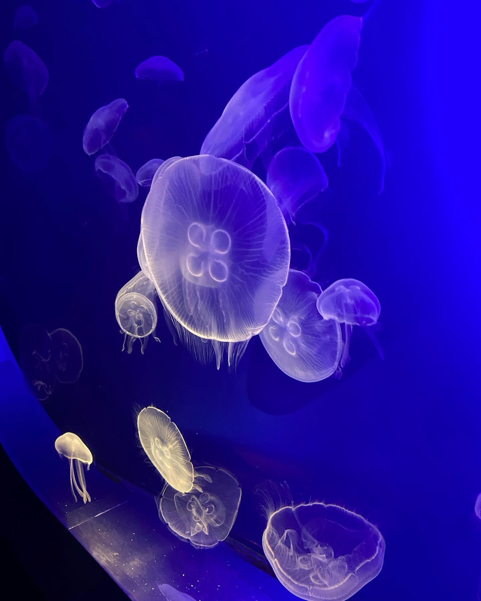 San Sebastian: Aquarium San Sebastian: Aquarium