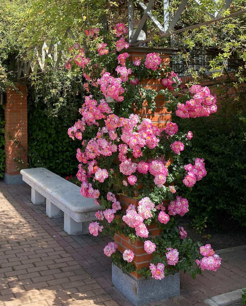 San Sebastian: Concurso Internacional de Rosas Nuevas San Sebastian: Concurso Internacional de Rosas Nuevas
