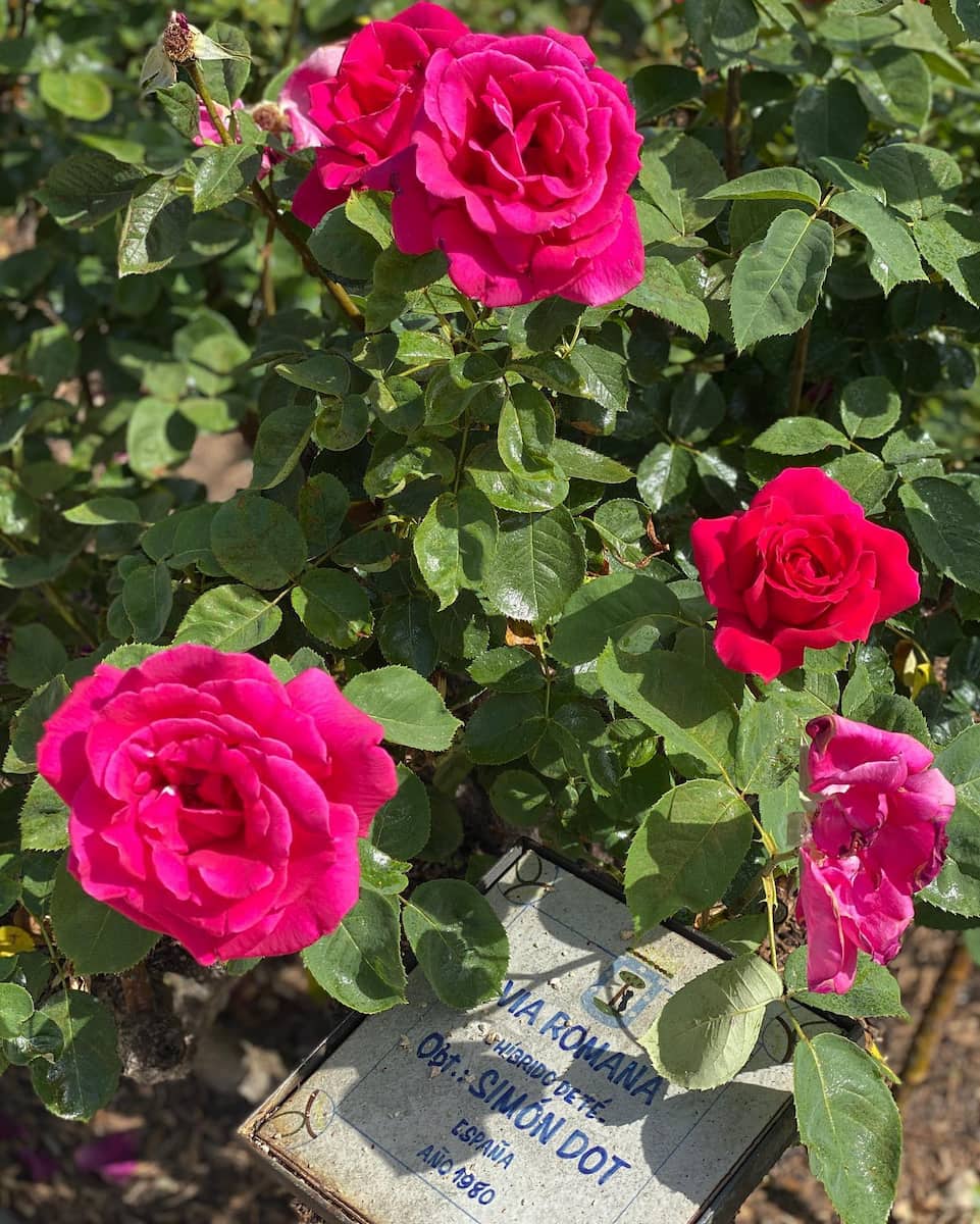 San Sebastian: Concurso Internacional de Rosas Nuevas San Sebastian: Concurso Internacional de Rosas Nuevas