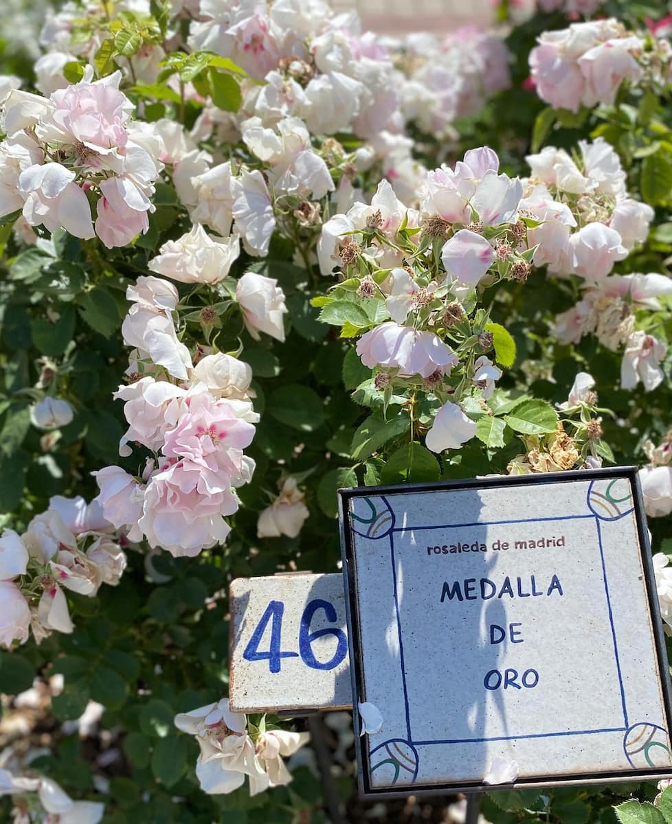 San Sebastian: Concurso Internacional de Rosas Nuevas San Sebastian: Concurso Internacional de Rosas Nuevas