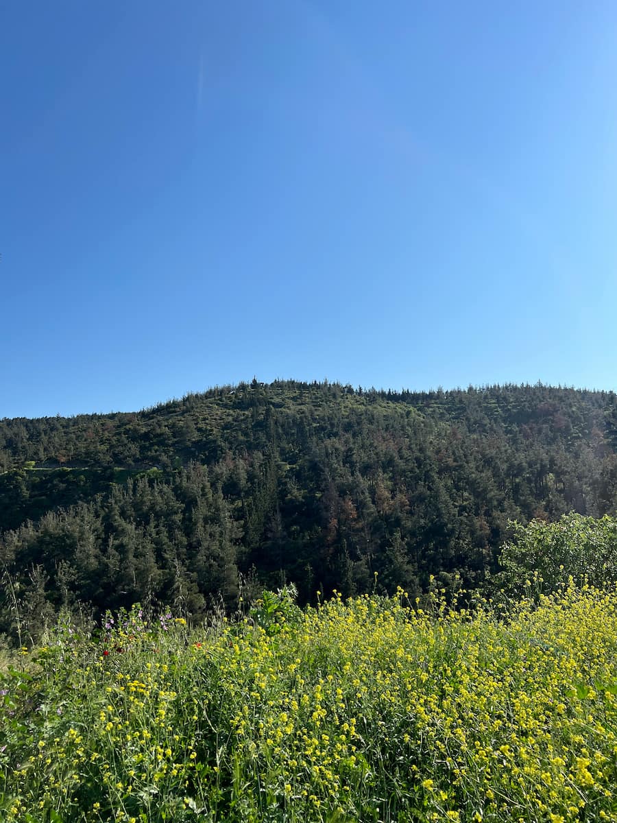 Seikh Sou Forest Seikh Sou Forest