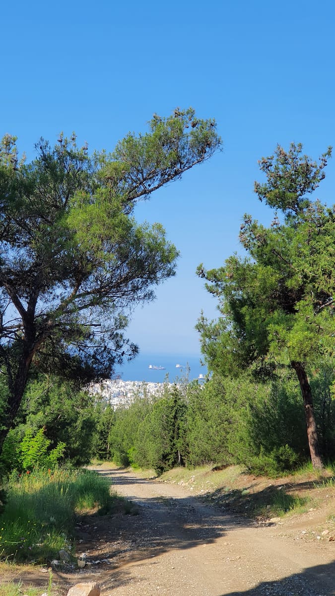 Seikh Sou Forest Seikh Sou Forest