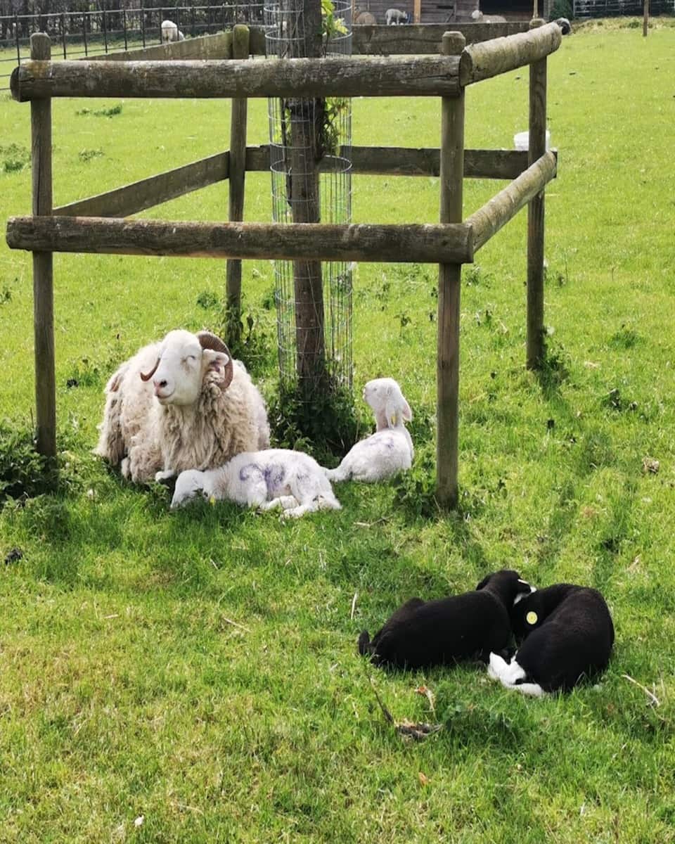 Sheep in Graves Park Animal Farm, Sheffield Sheep in Graves Park Animal Farm, Sheffield