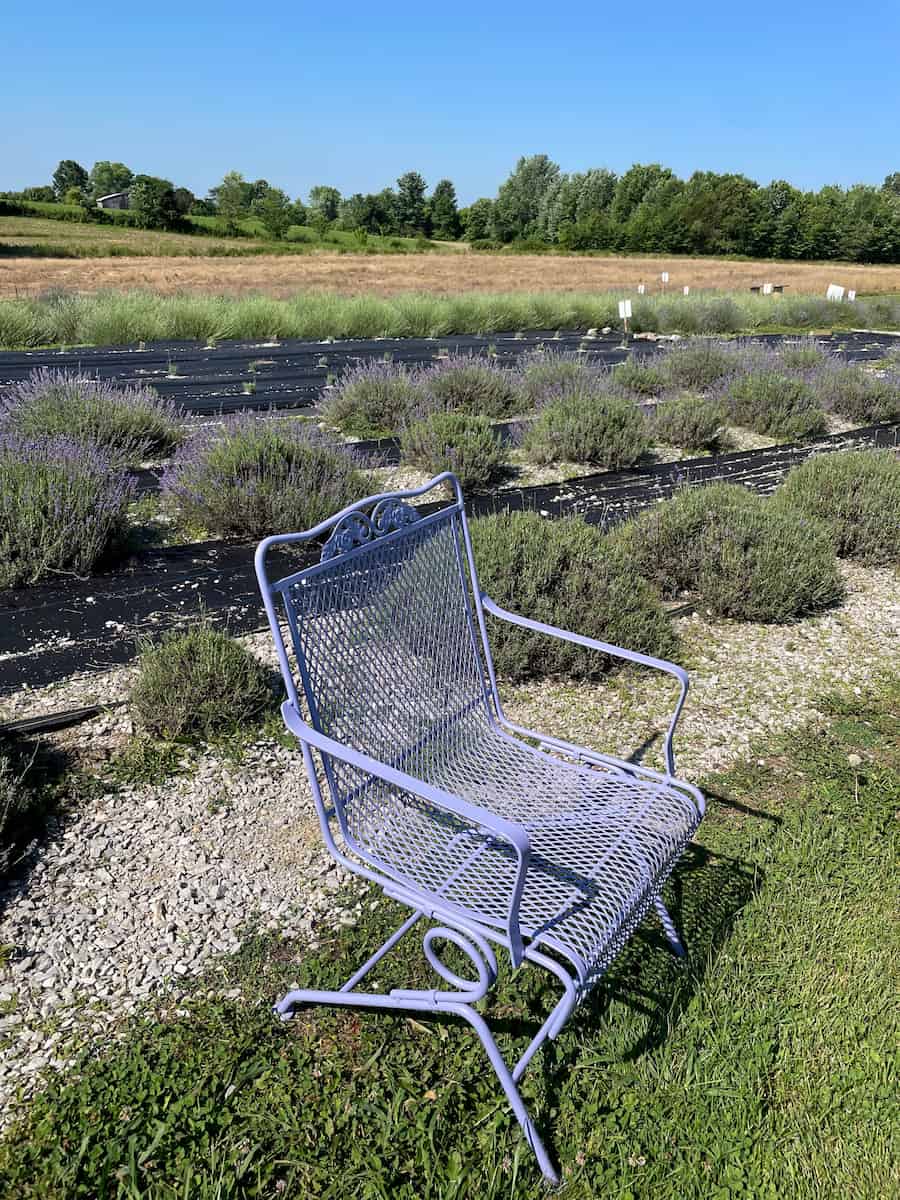 Somerset, Woodstock Lavender Co. Lavender Festival Somerset, Woodstock Lavender Co. Lavender Festival