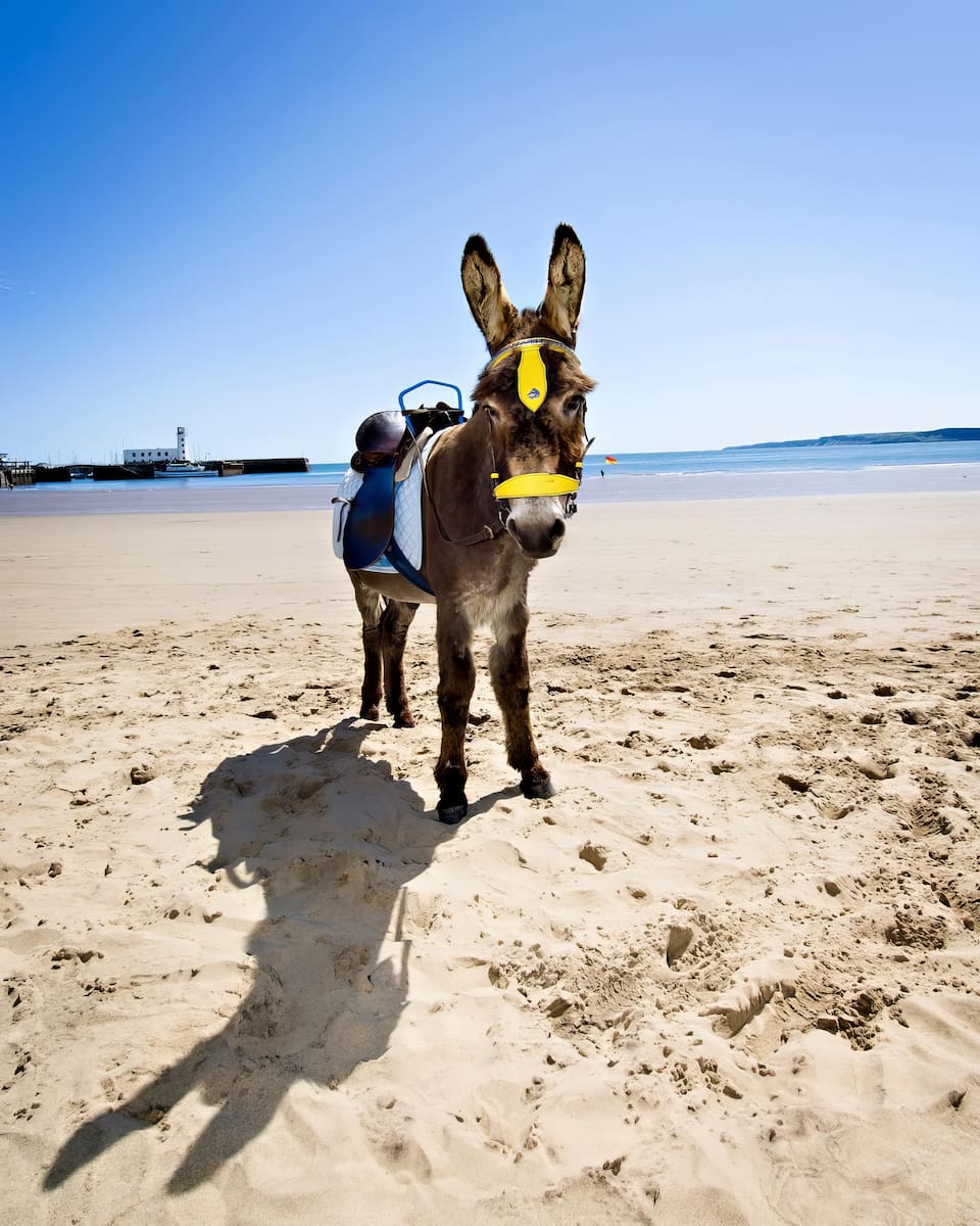 South Bay, Donkey riding South Bay, Donkey riding