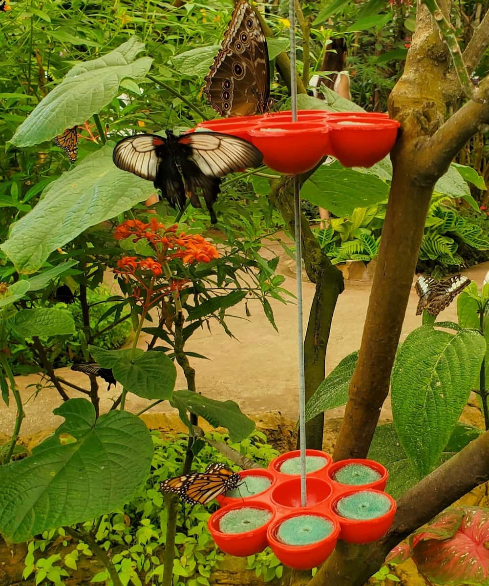 Spain, Butterfly Park Benalmádena Spain, Butterfly Park Benalmádena