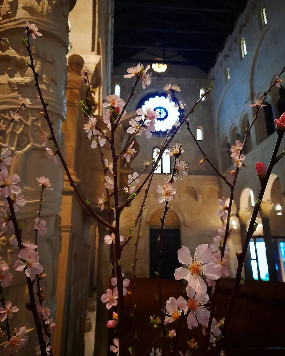 Spring Blooms in Bari Spring Blooms in Bari