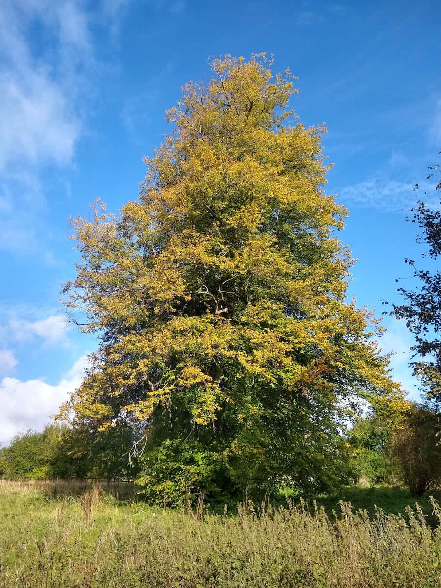 Stanton Park Swindon Stanton Park Swindon