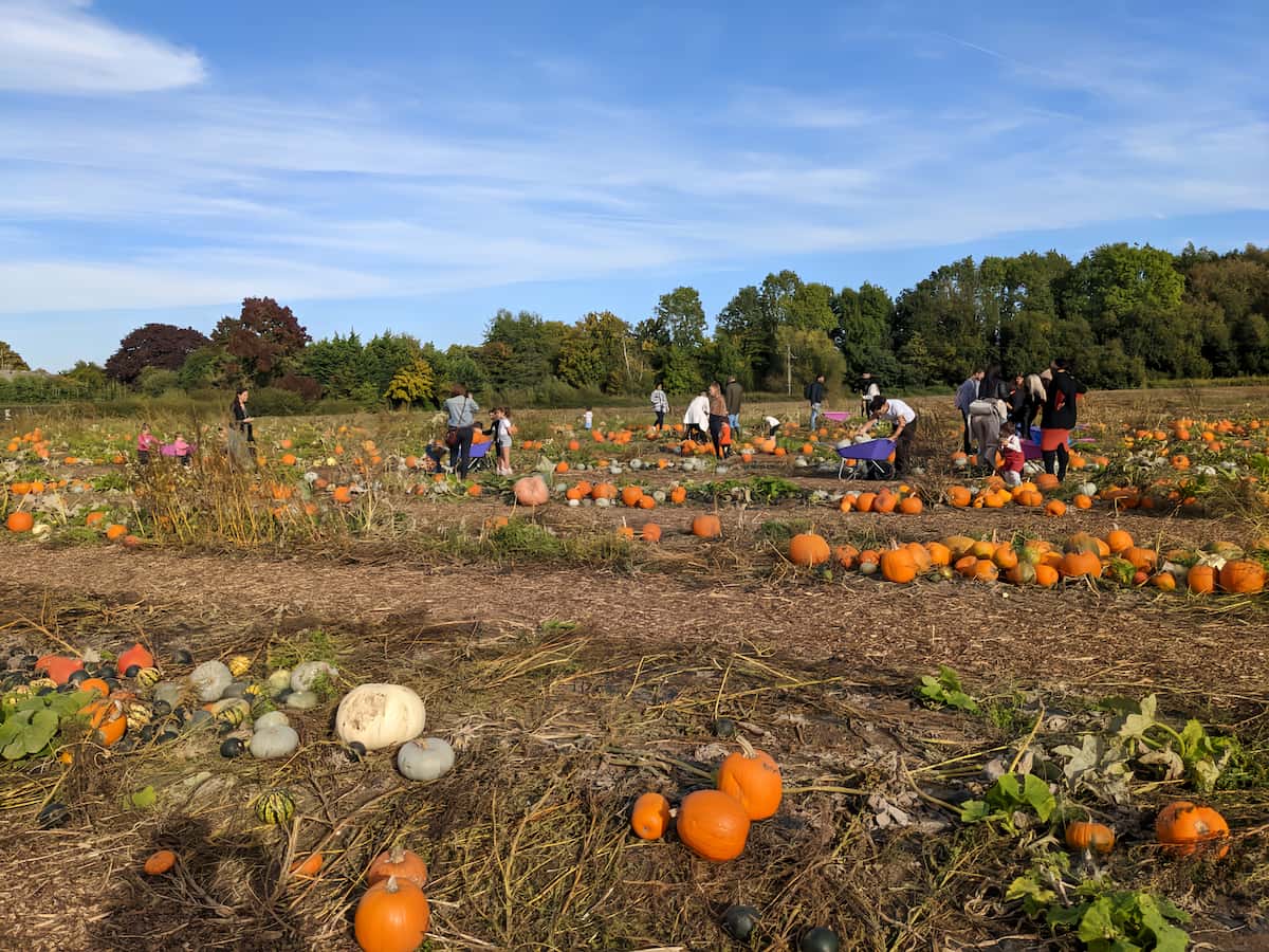 Surrey, Pumpkin Festival at Crockford Bridge Farm Surrey, Pumpkin Festival at Crockford Bridge Farm