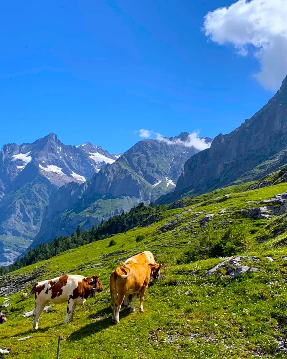 The Eiger Trail, Interlaken The Eiger Trail, Interlaken