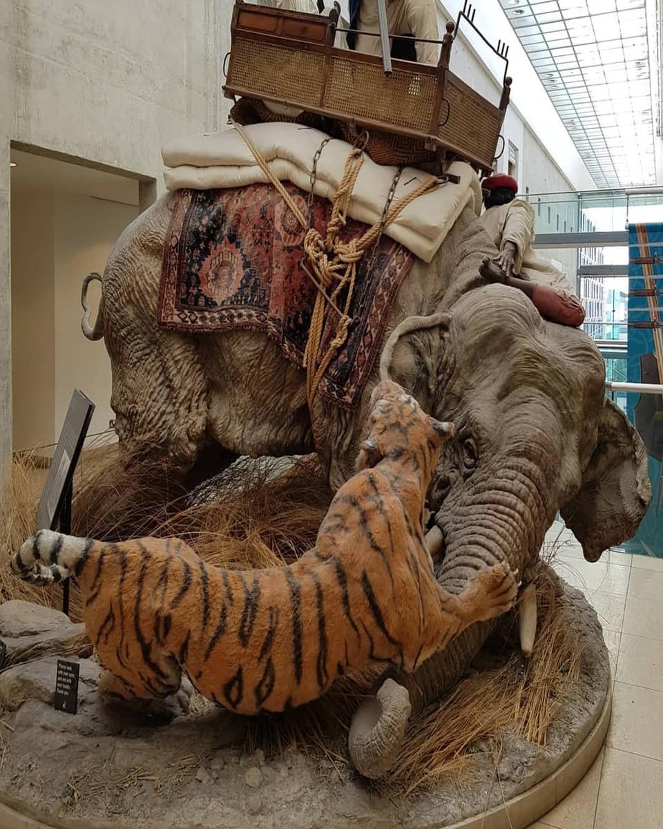 Tiger Hunt, Leeds Tiger Hunt, Leeds