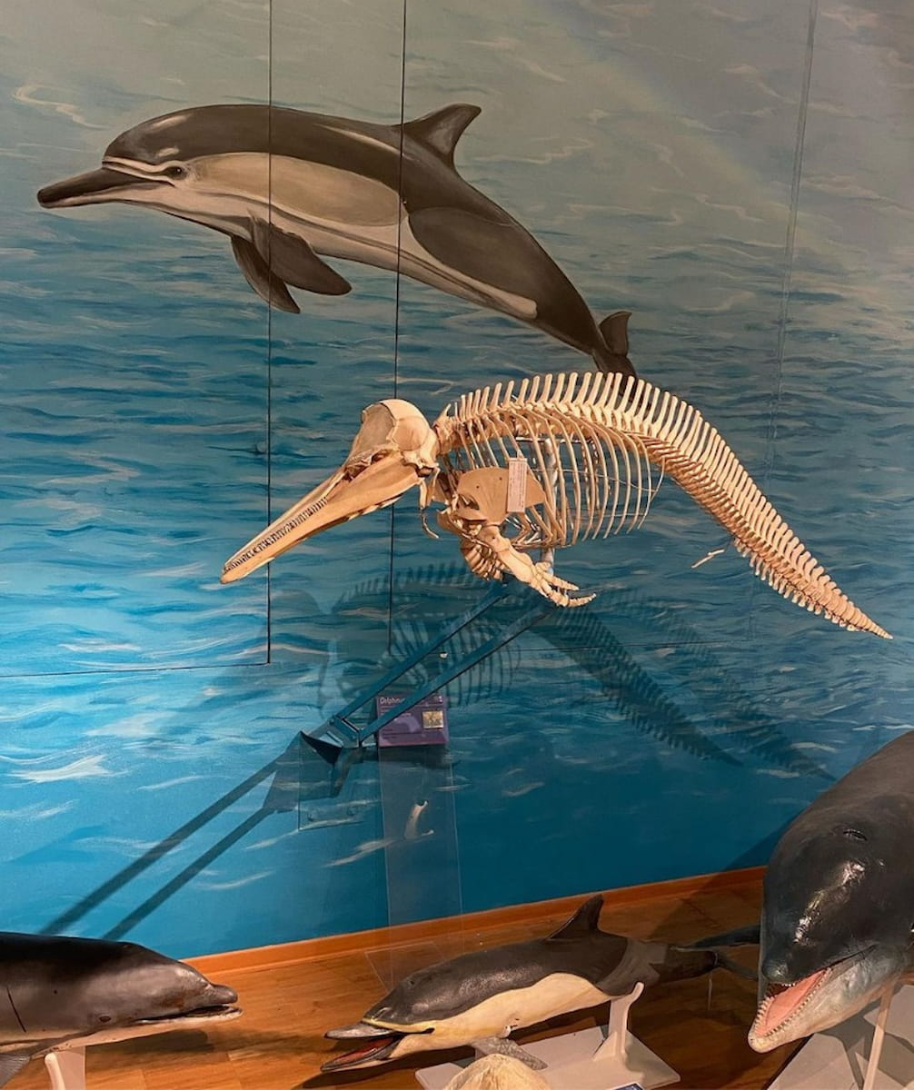 Trieste: Natural History Museum Trieste: Natural History Museum