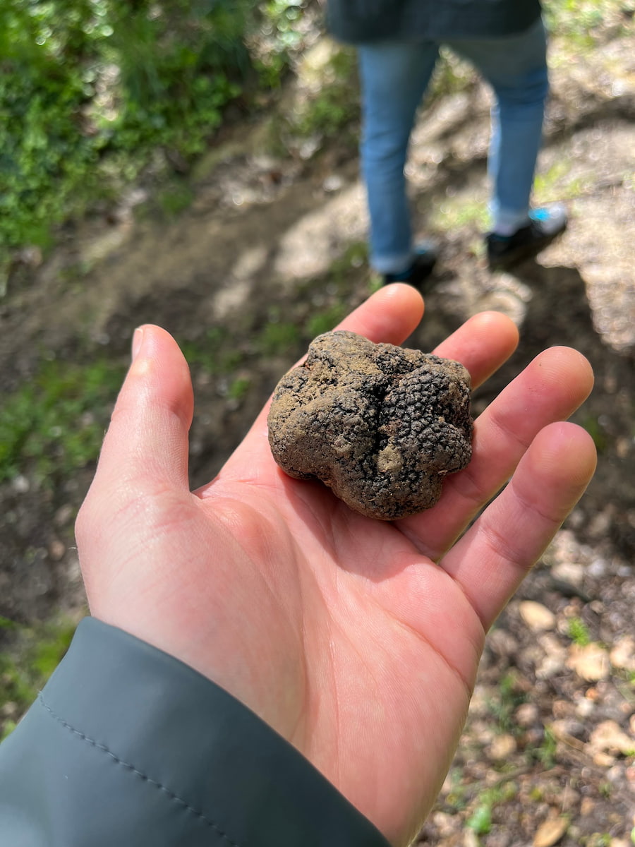 Truffle Hunting in San Miniato Truffle Hunting in San Miniato