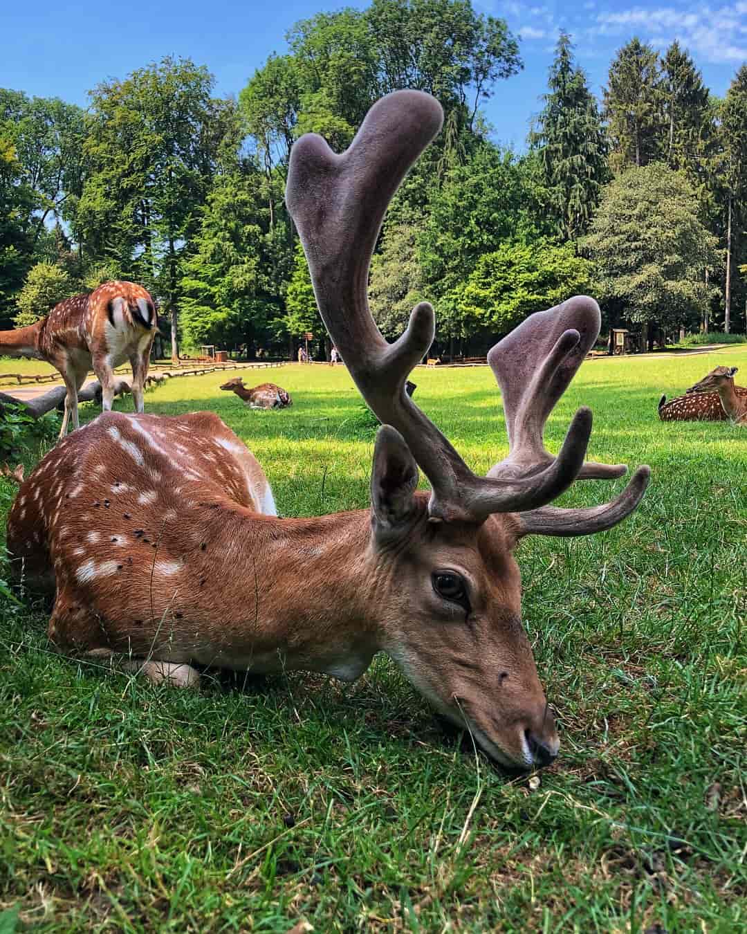 Wildpark Grafenberg Deer, Germany Wildpark Grafenberg Deer, Germany