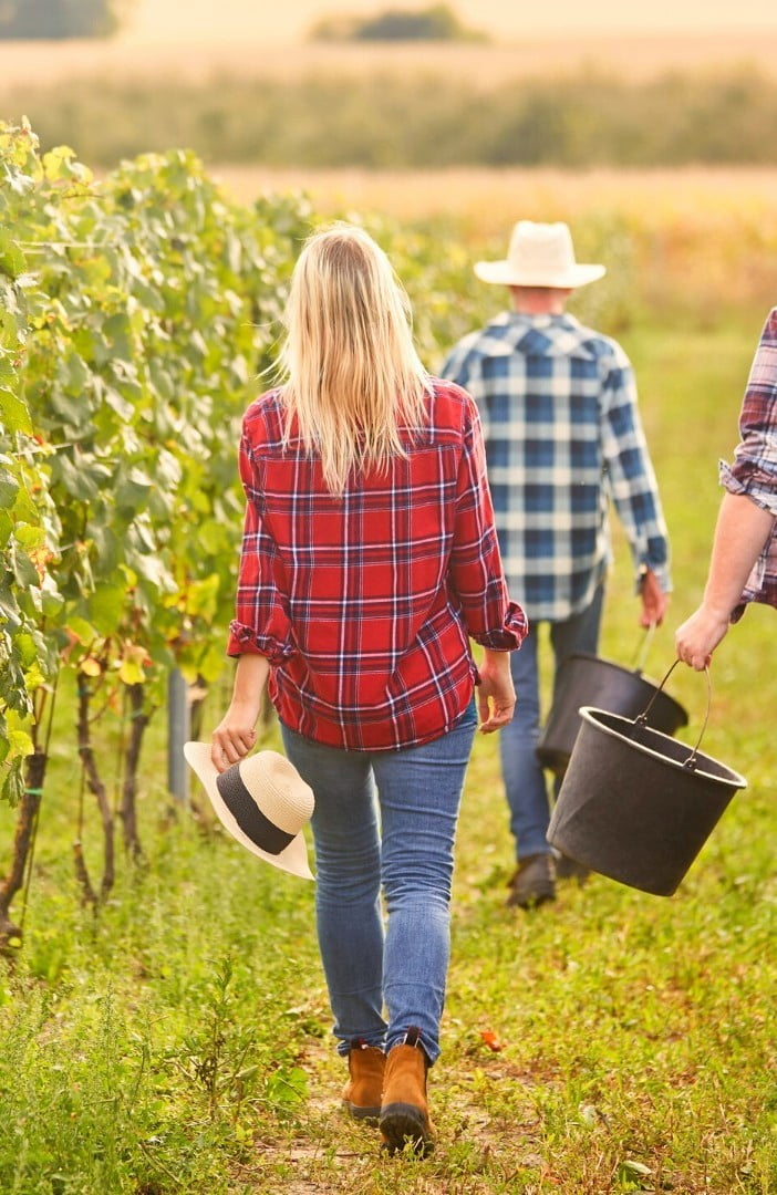 Wine Harvest Season Wine Harvest Season