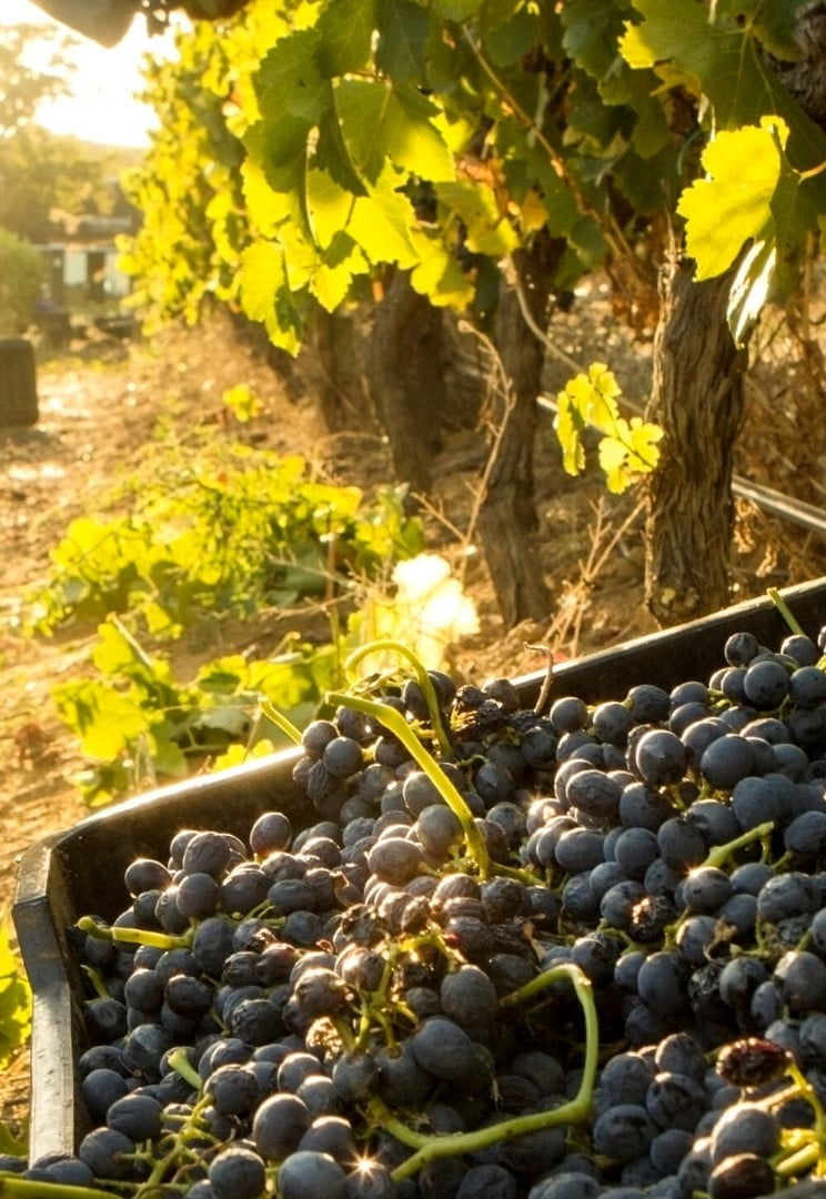 Wine Harvest Season Wine Harvest Season
