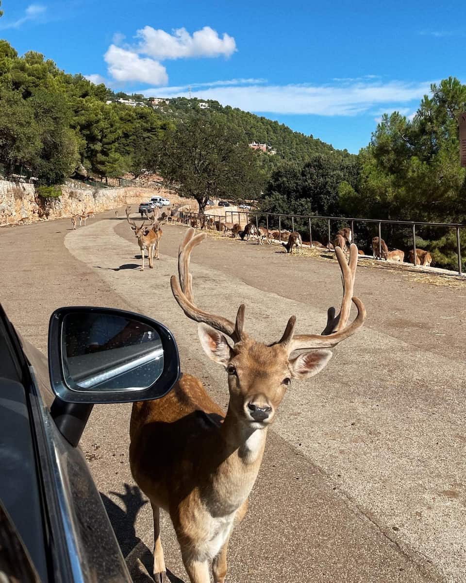 Zoosafari Fasanolandia, Puglia Zoosafari Fasanolandia, Puglia