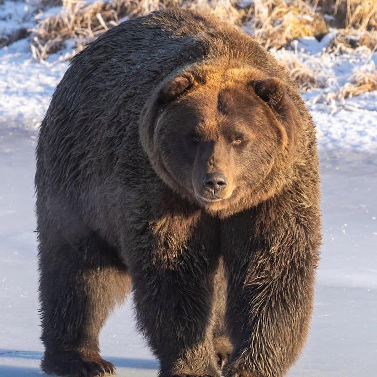 Alaska Wildlife Conservation Center