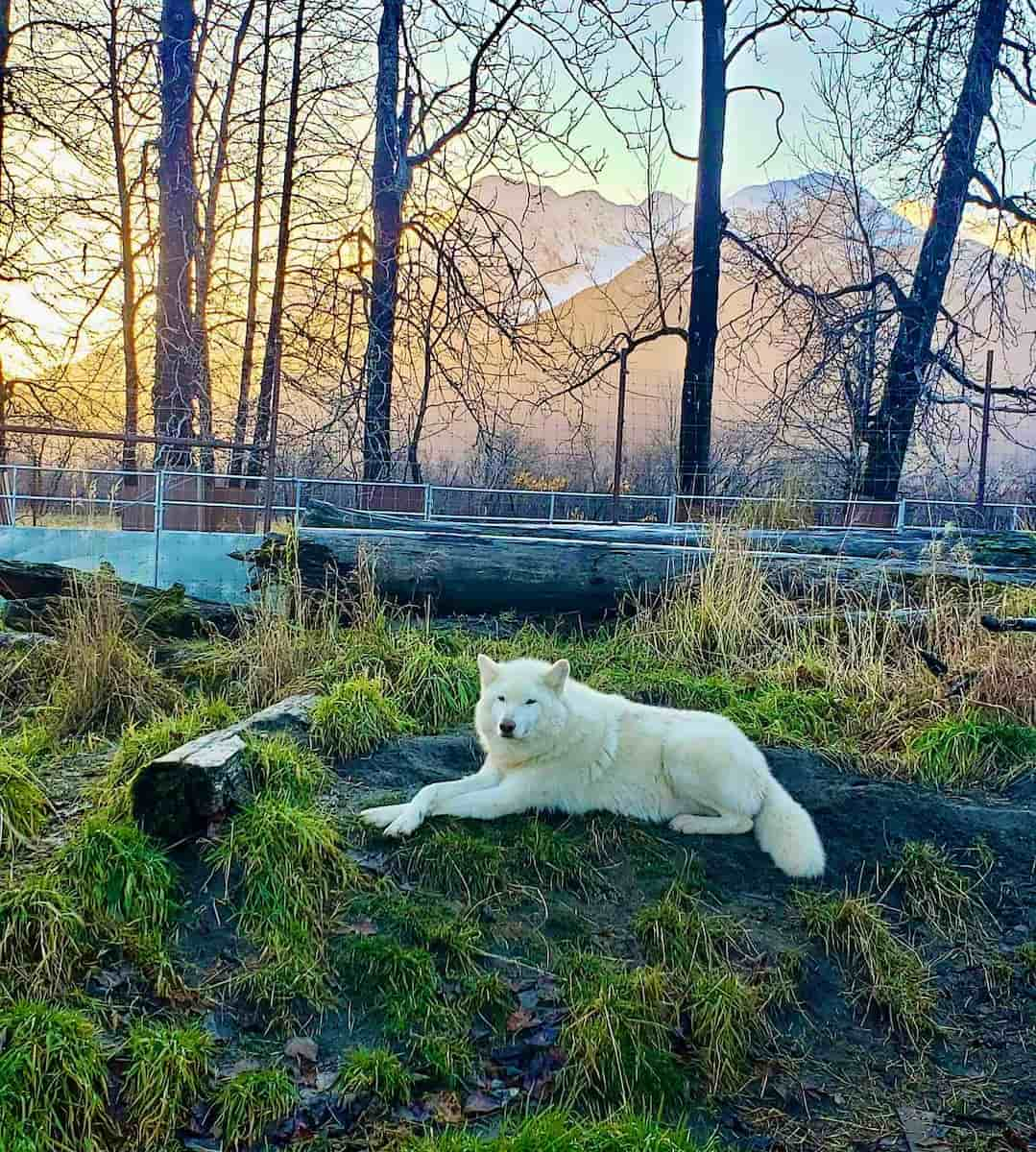 Alaska Wildlife Conservation Center