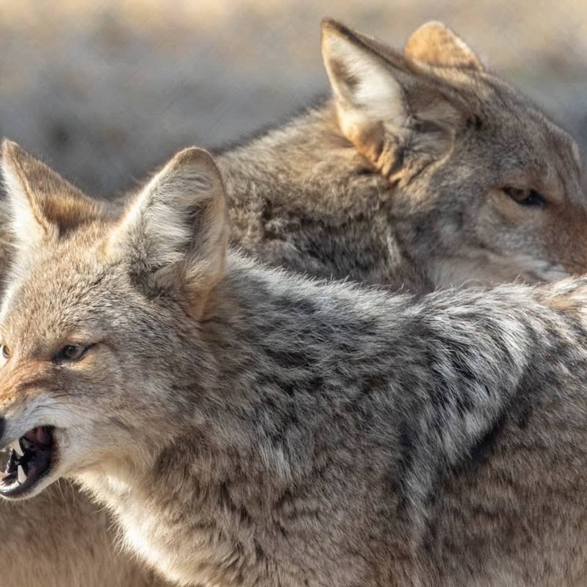 Alaska Wildlife Conservation Center