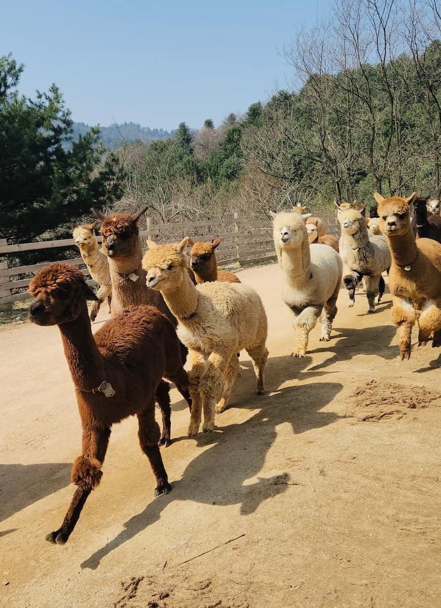 Alpaca World