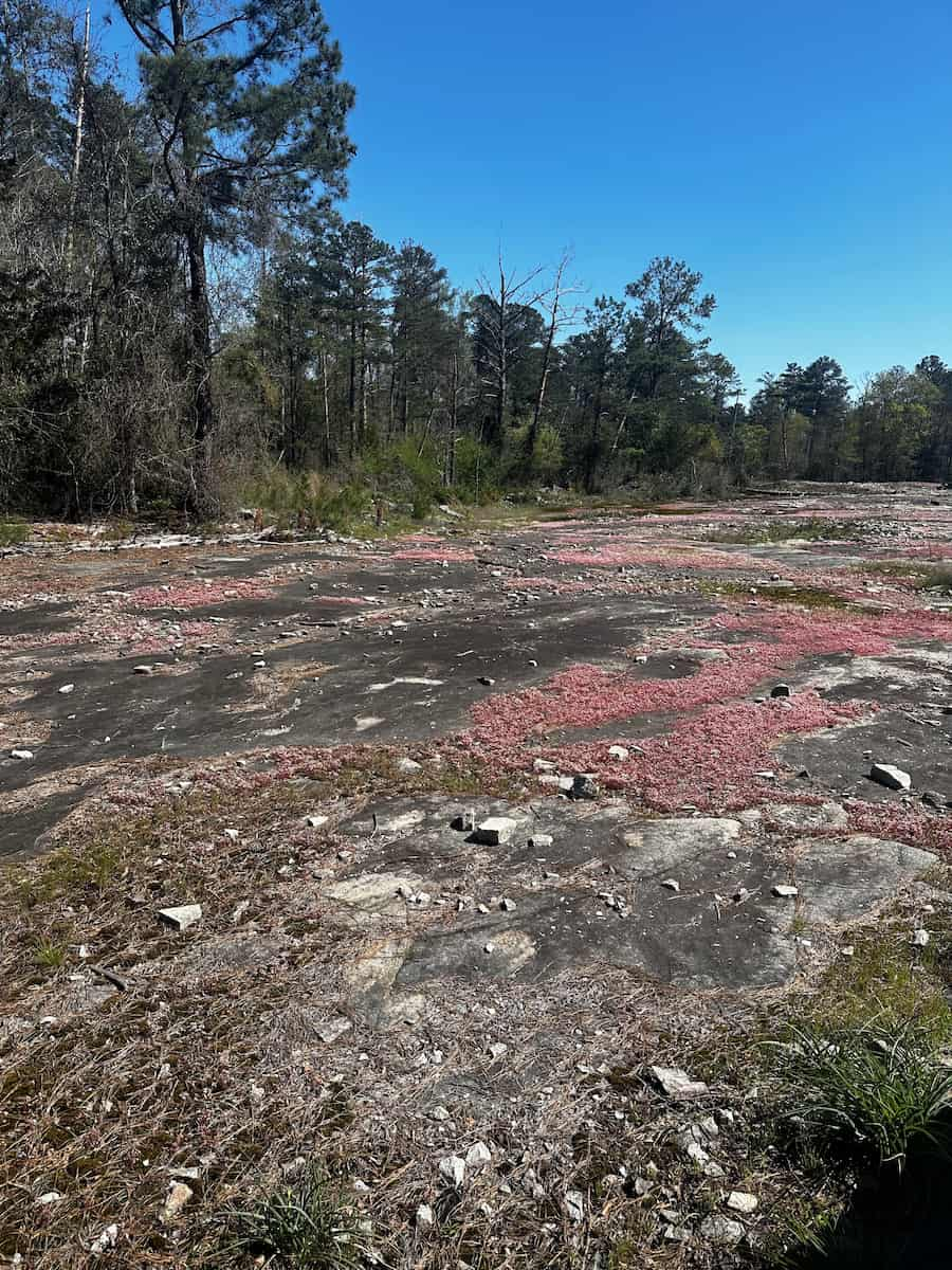 Arabia Mountain National Atlanta