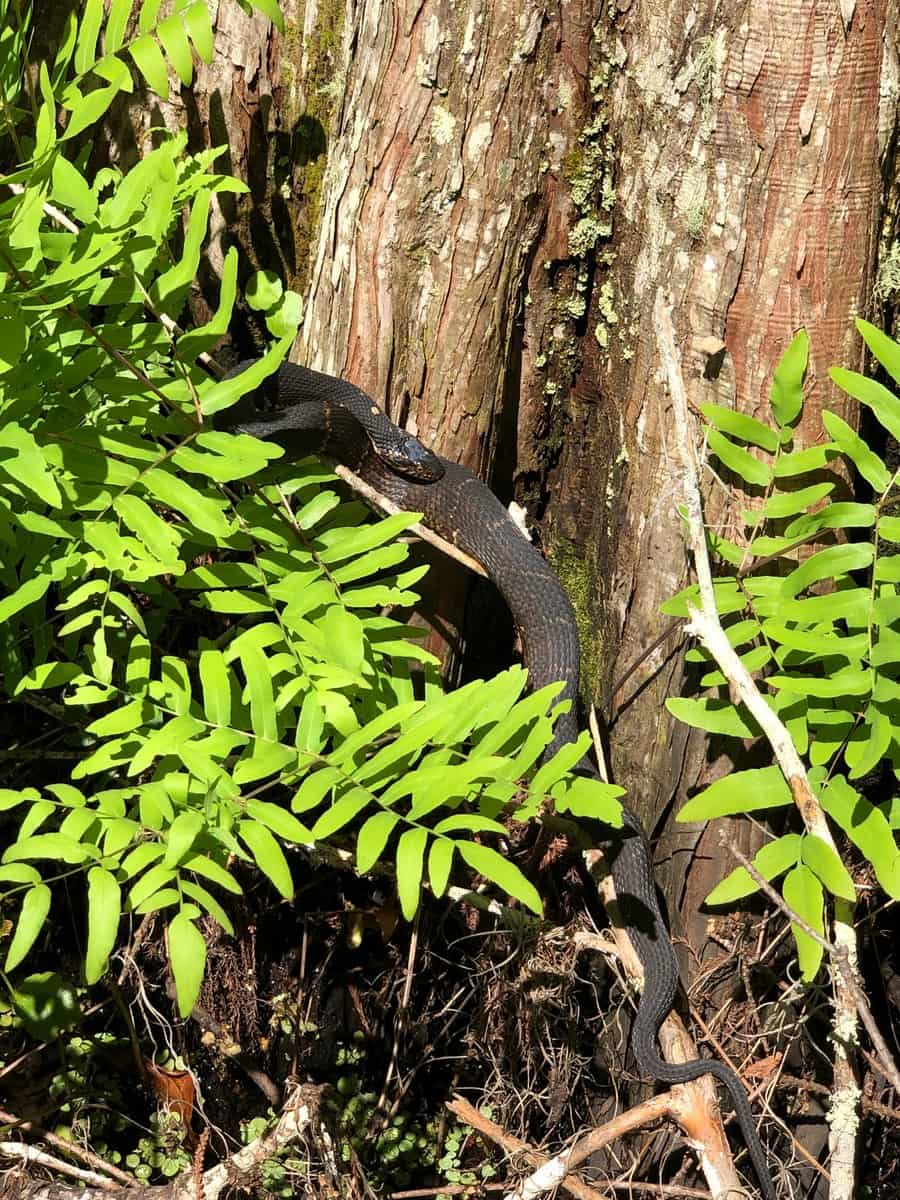 Barataria Preserve