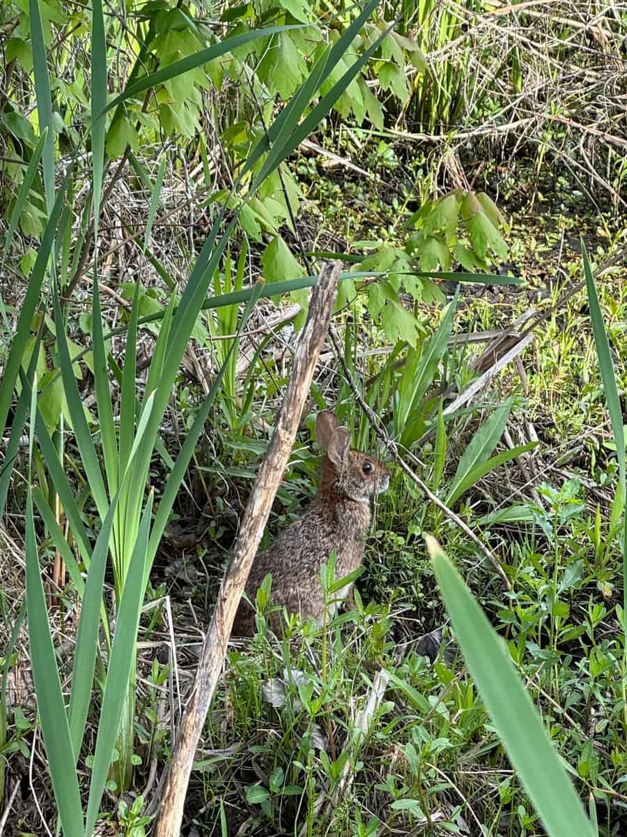 Barataria Preserve