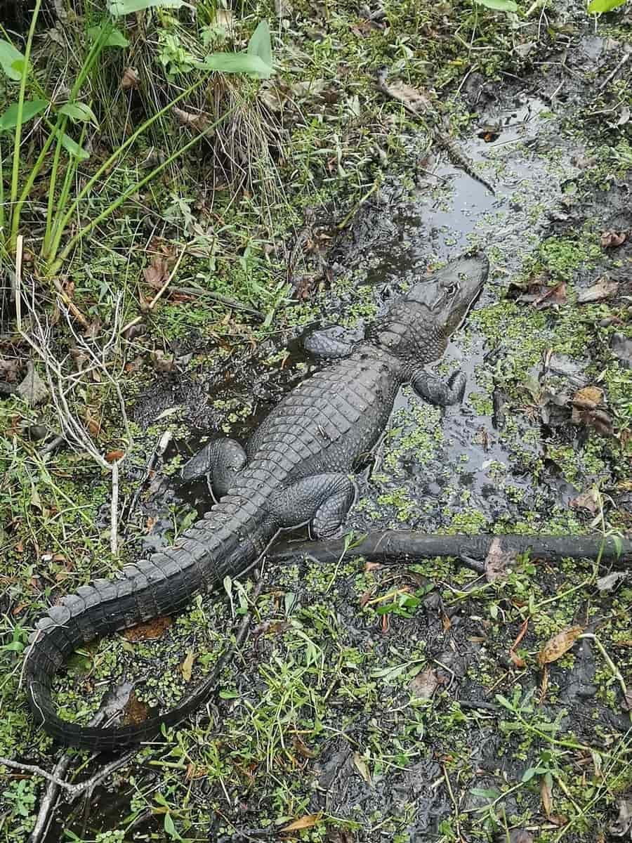 Barataria Preserve