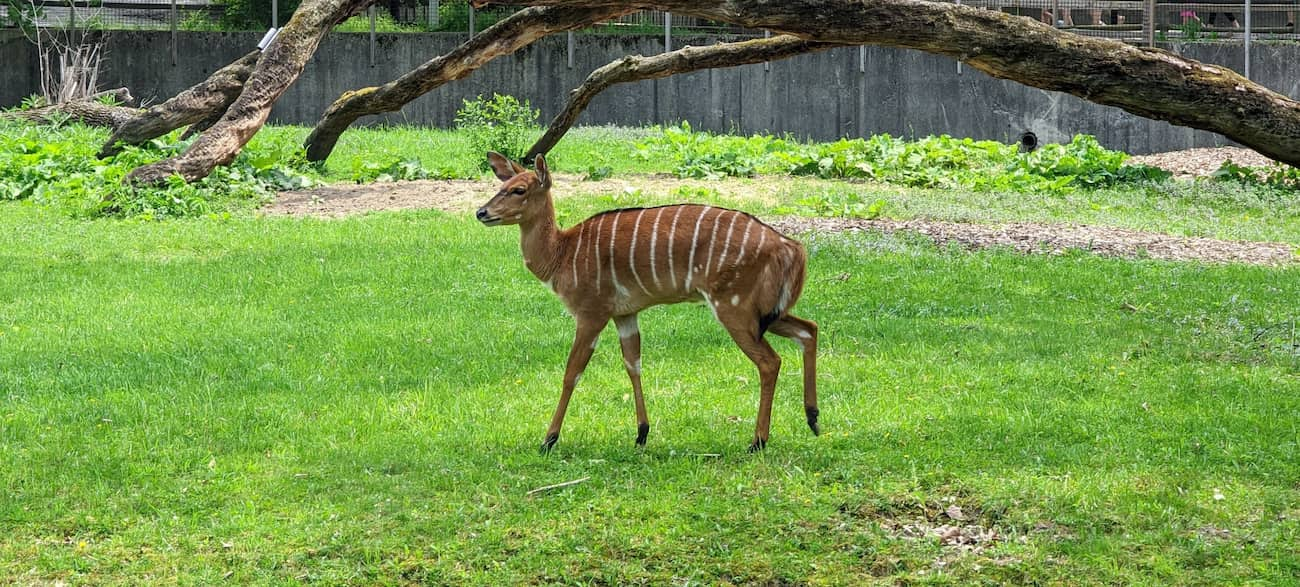 Brookfield Zoo