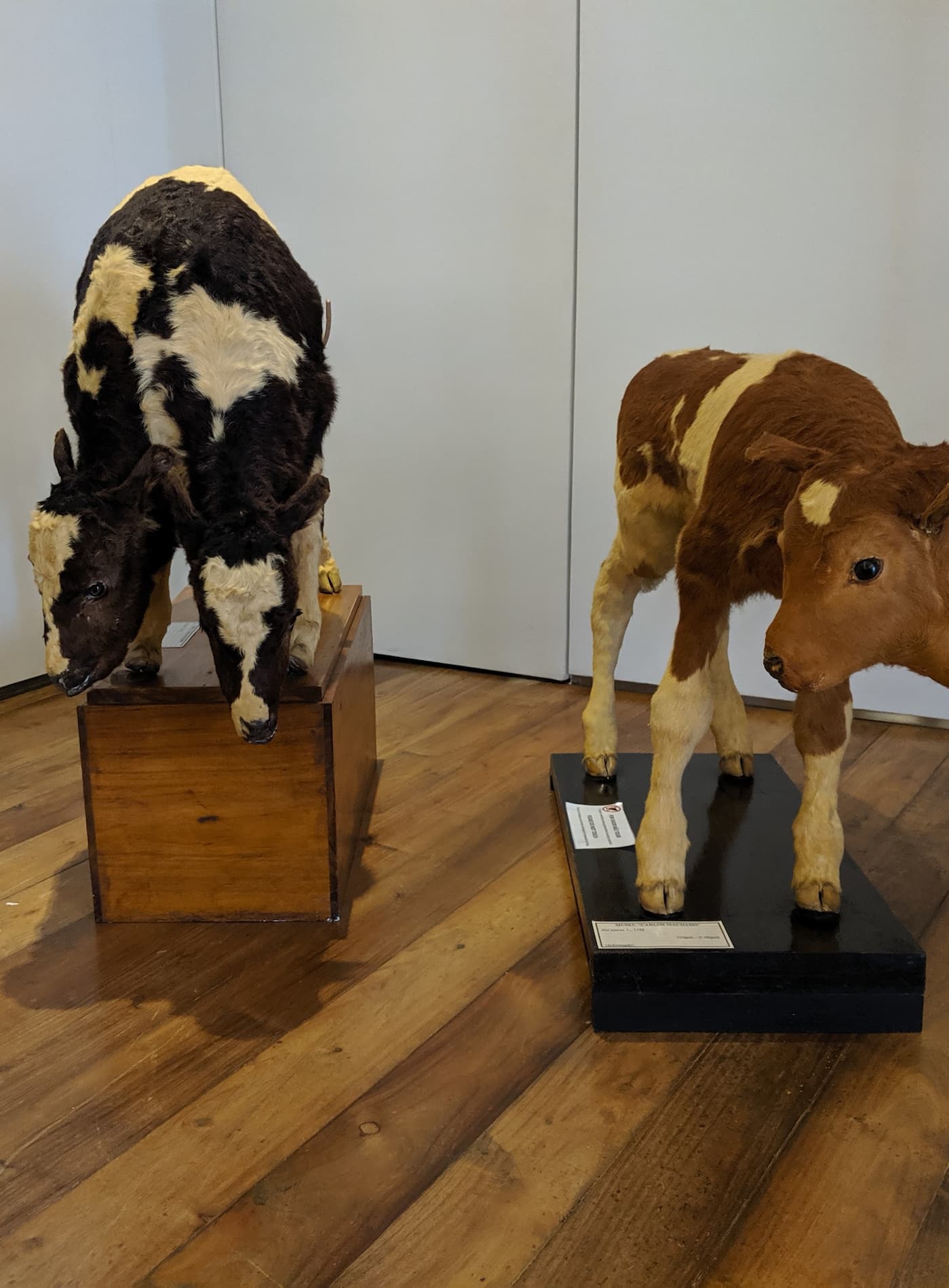 Carlos Machado Museum