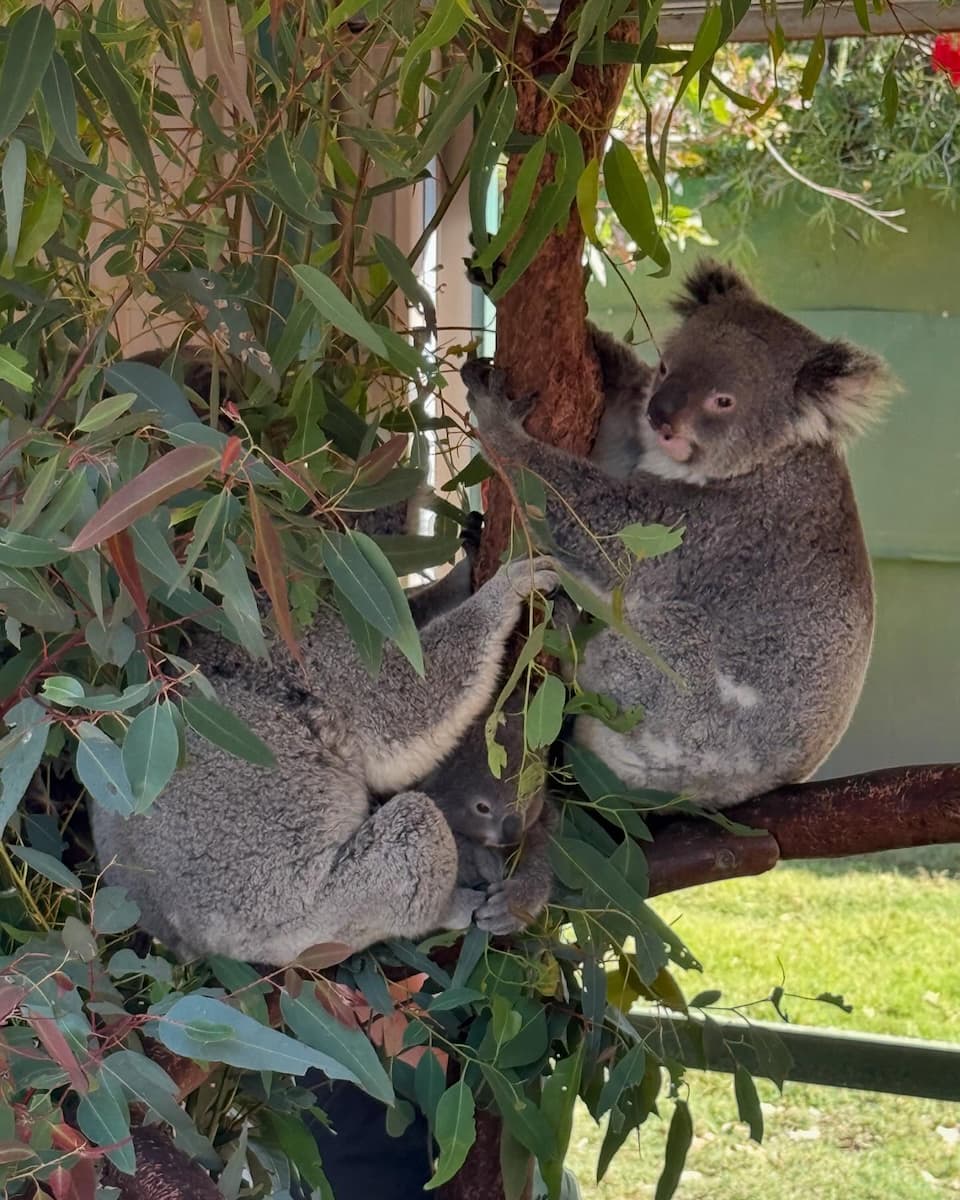 Caversham Wildlife Park, Perth Caversham Wildlife Park, Perth