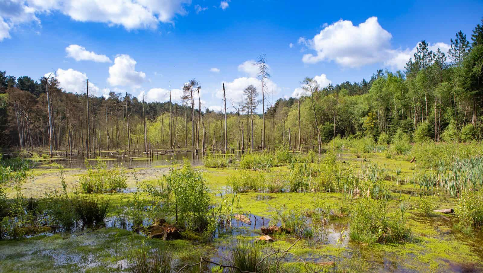 Delamere Forest, Near Manchester