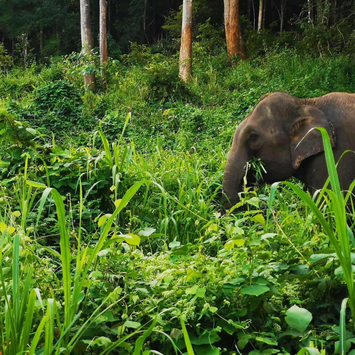 Doi Inthanon National Park, Chiang Mai