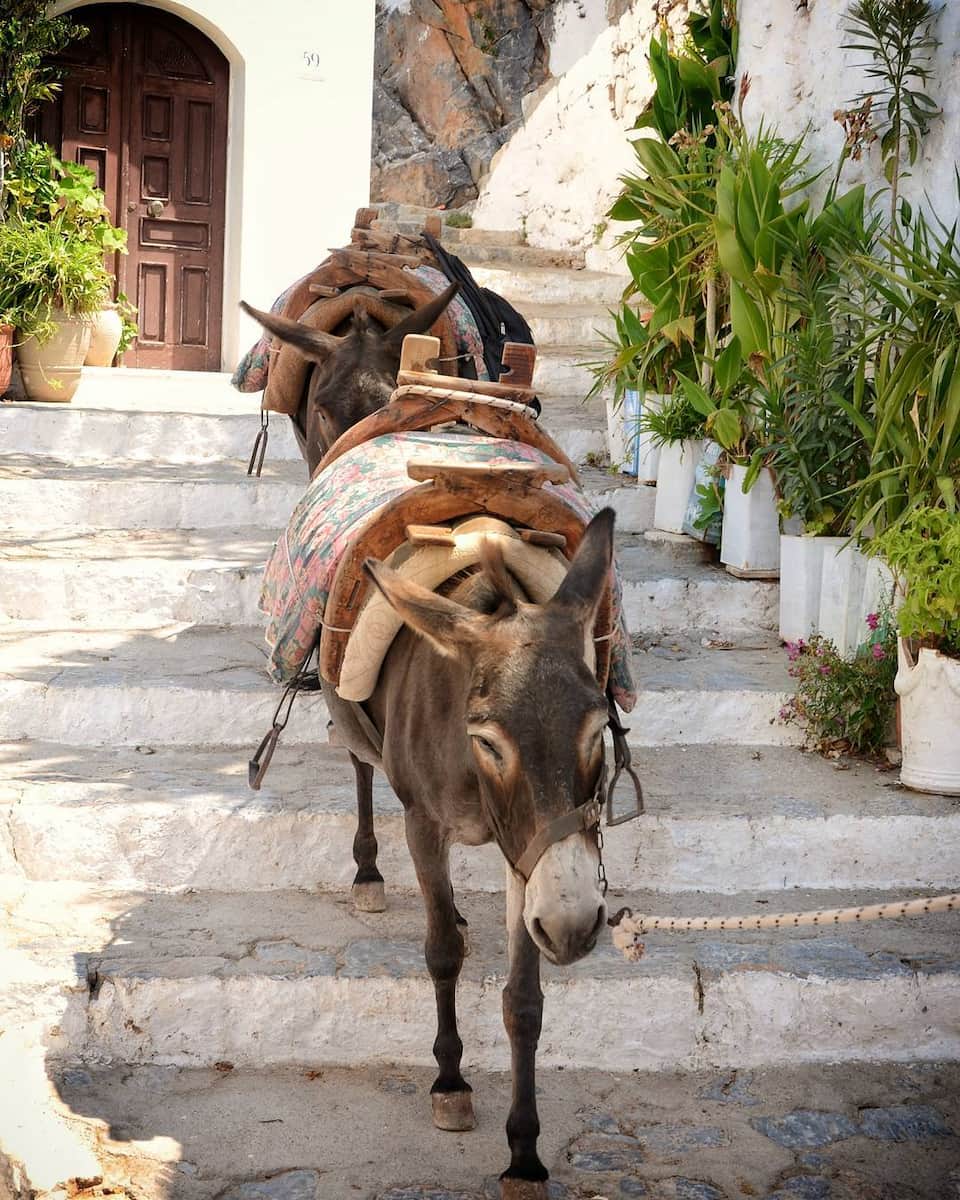 Donkeys in Lindos Donkeys in Lindos
