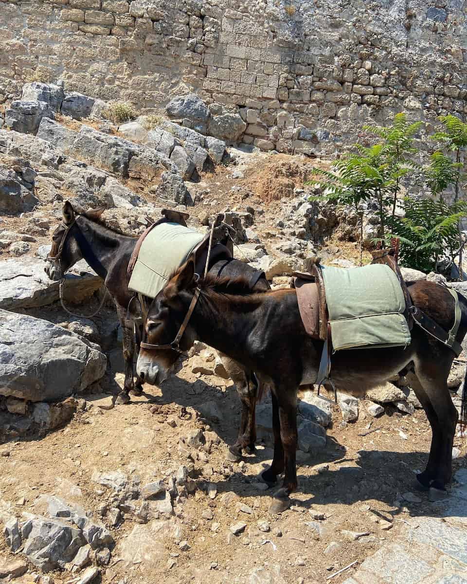 Donkeys in Lindos Donkeys in Lindos