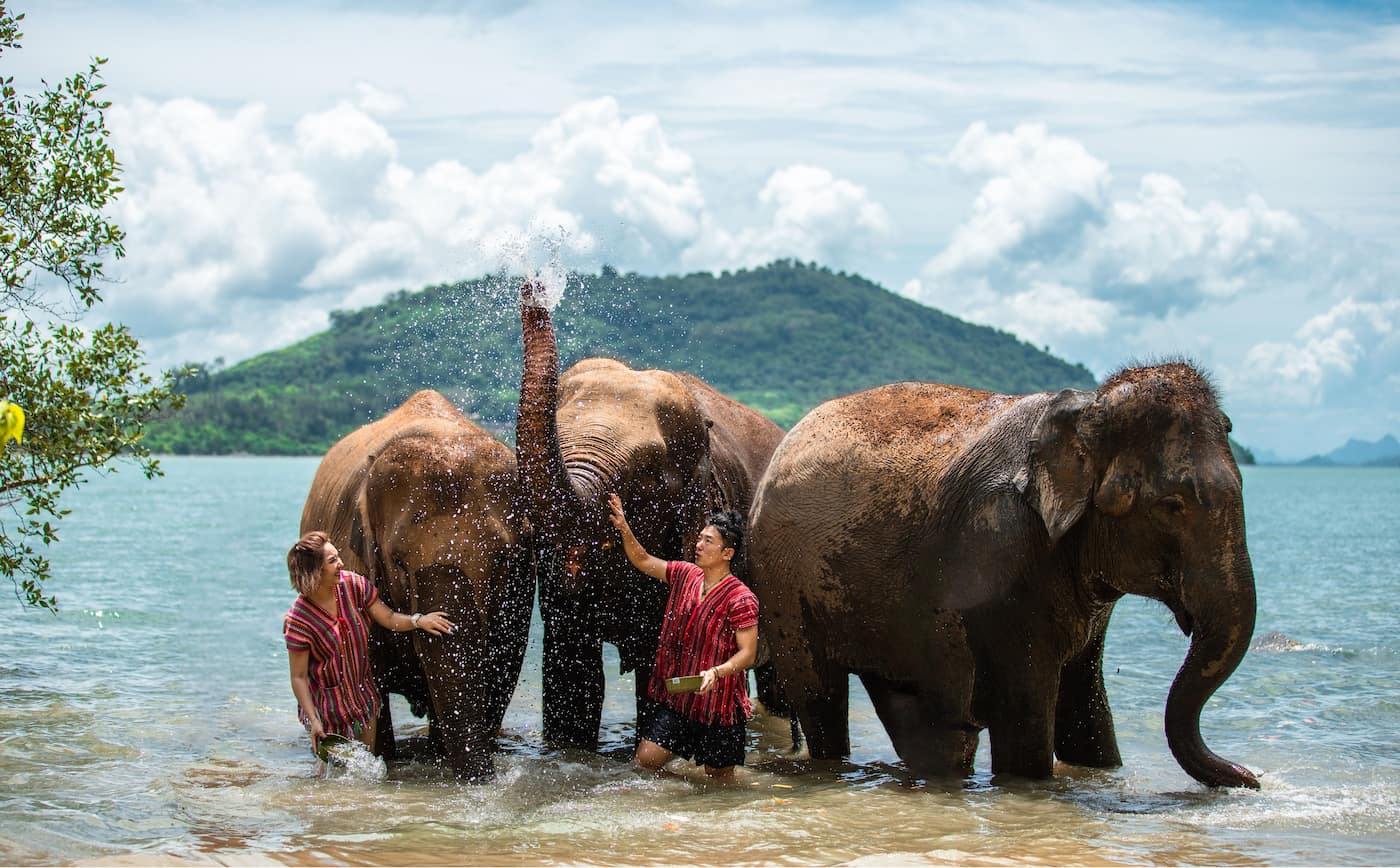 Elephant Care Bangkok