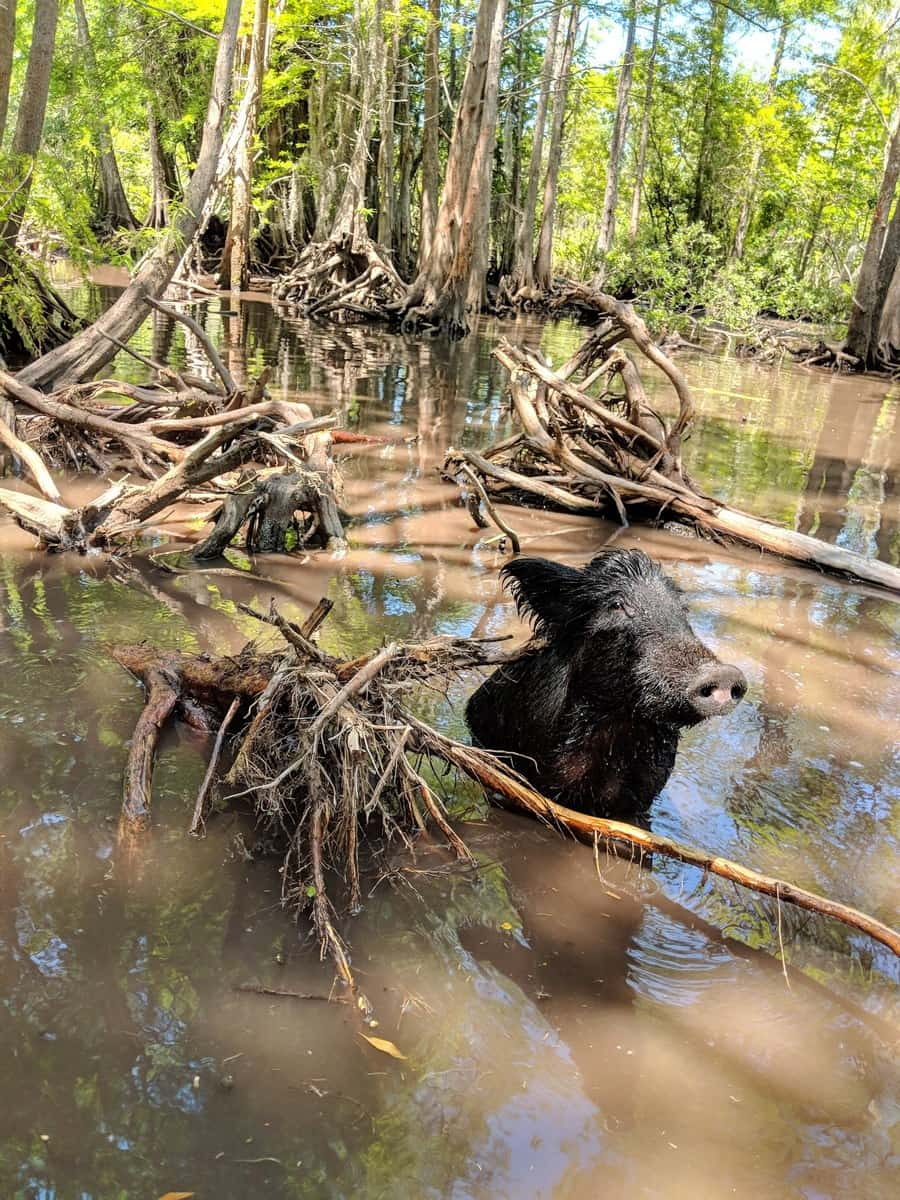 Honey Island, near New Orleans