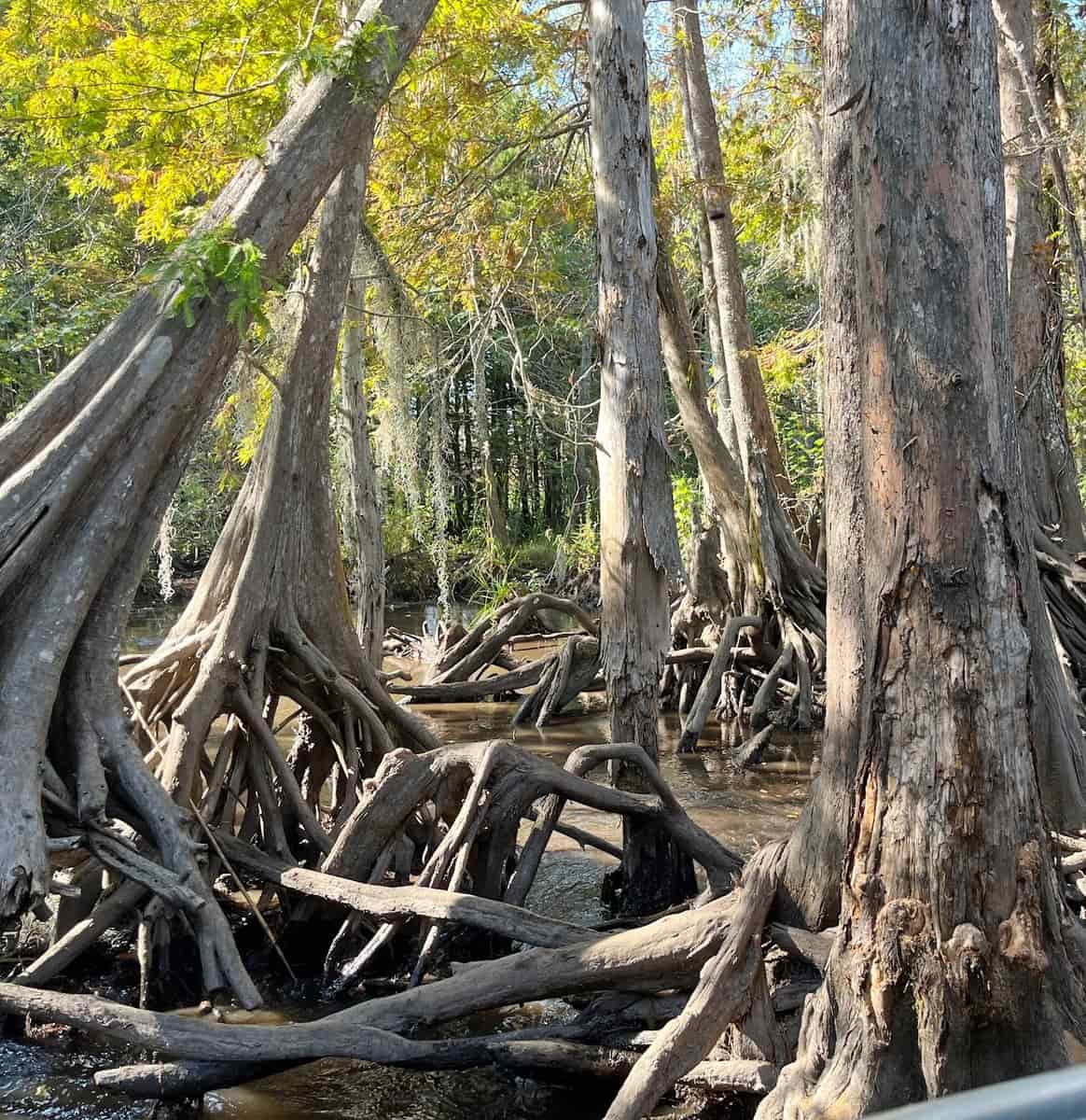 Honey Island, near New Orleans