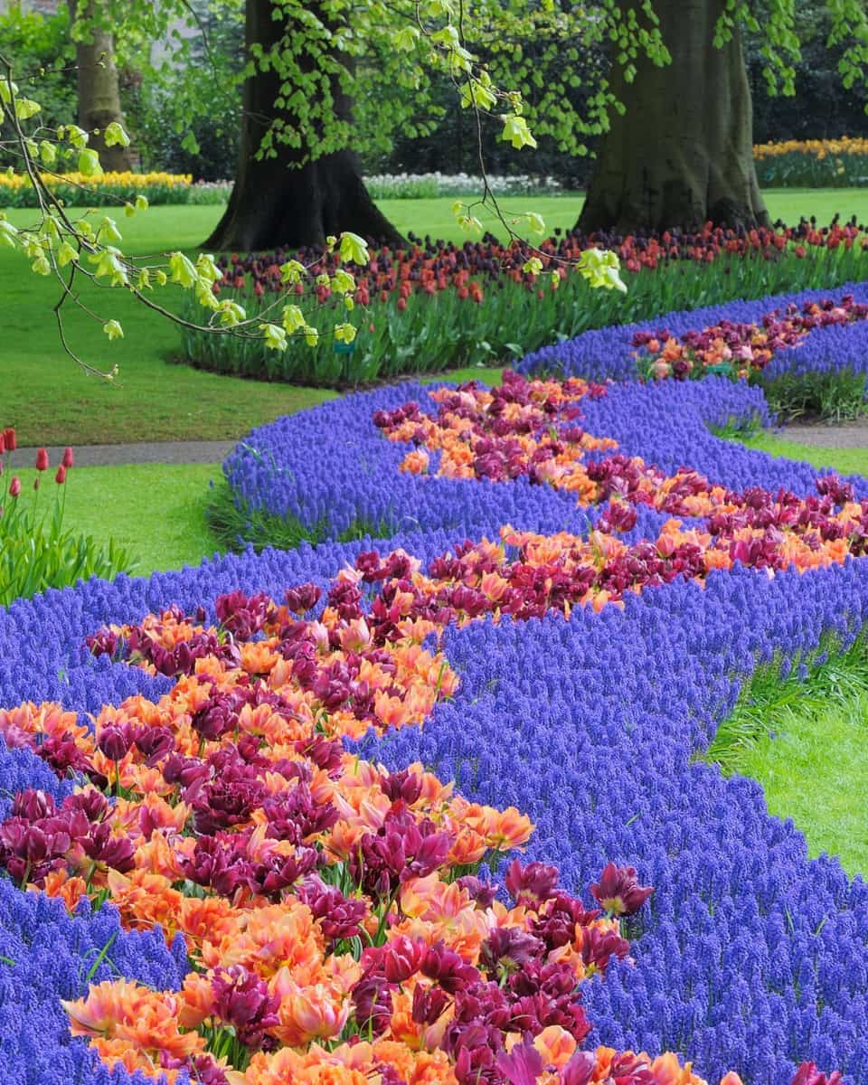 Keukenhof Gardens, Amsterdam