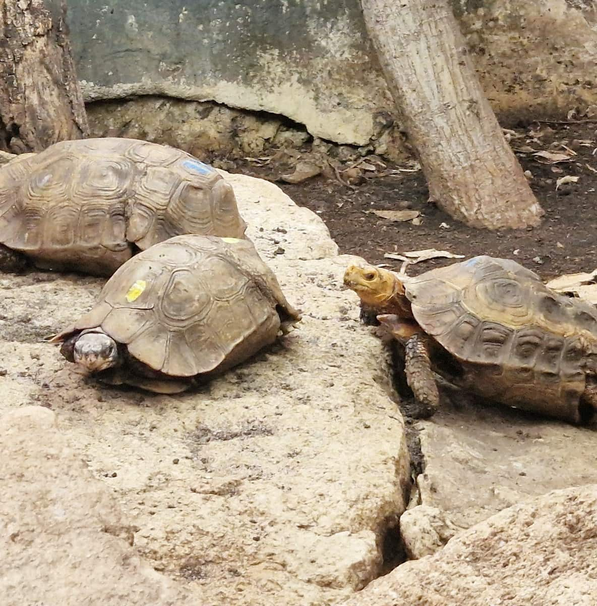 Brown turtle, Living Rainforest, Berkshire