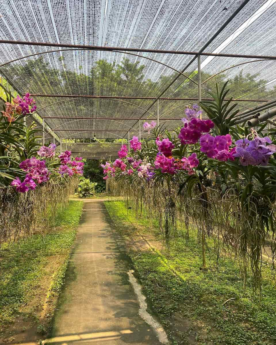 Mae Sa Orchid Farmin, Chaing Mai