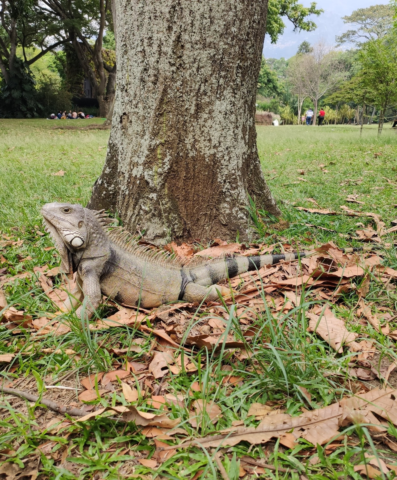 Jardin, Medellin