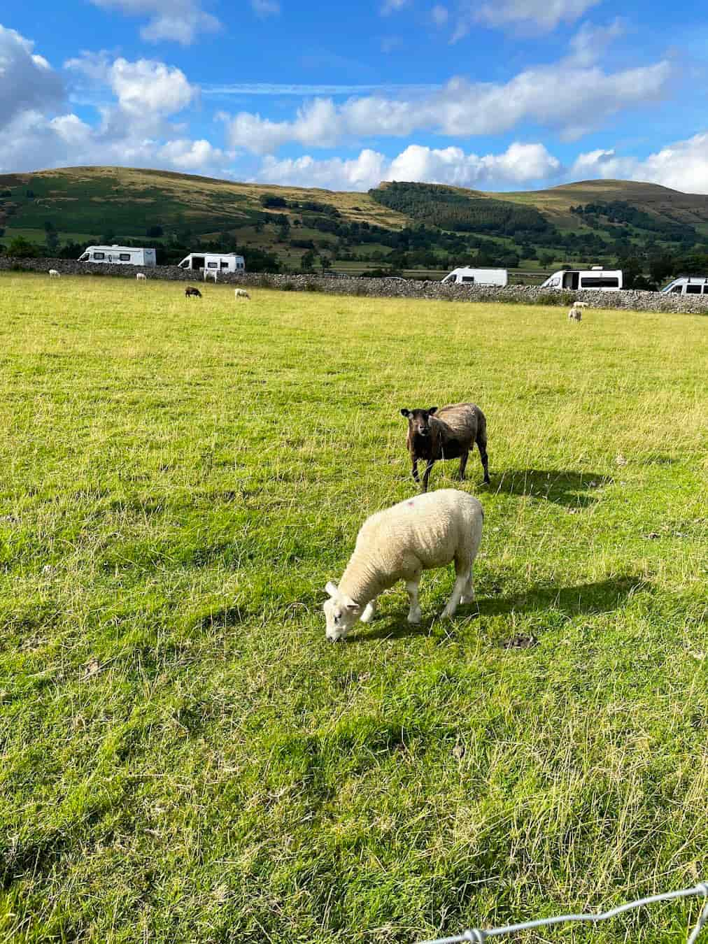 Peak District Sheep, Manchester