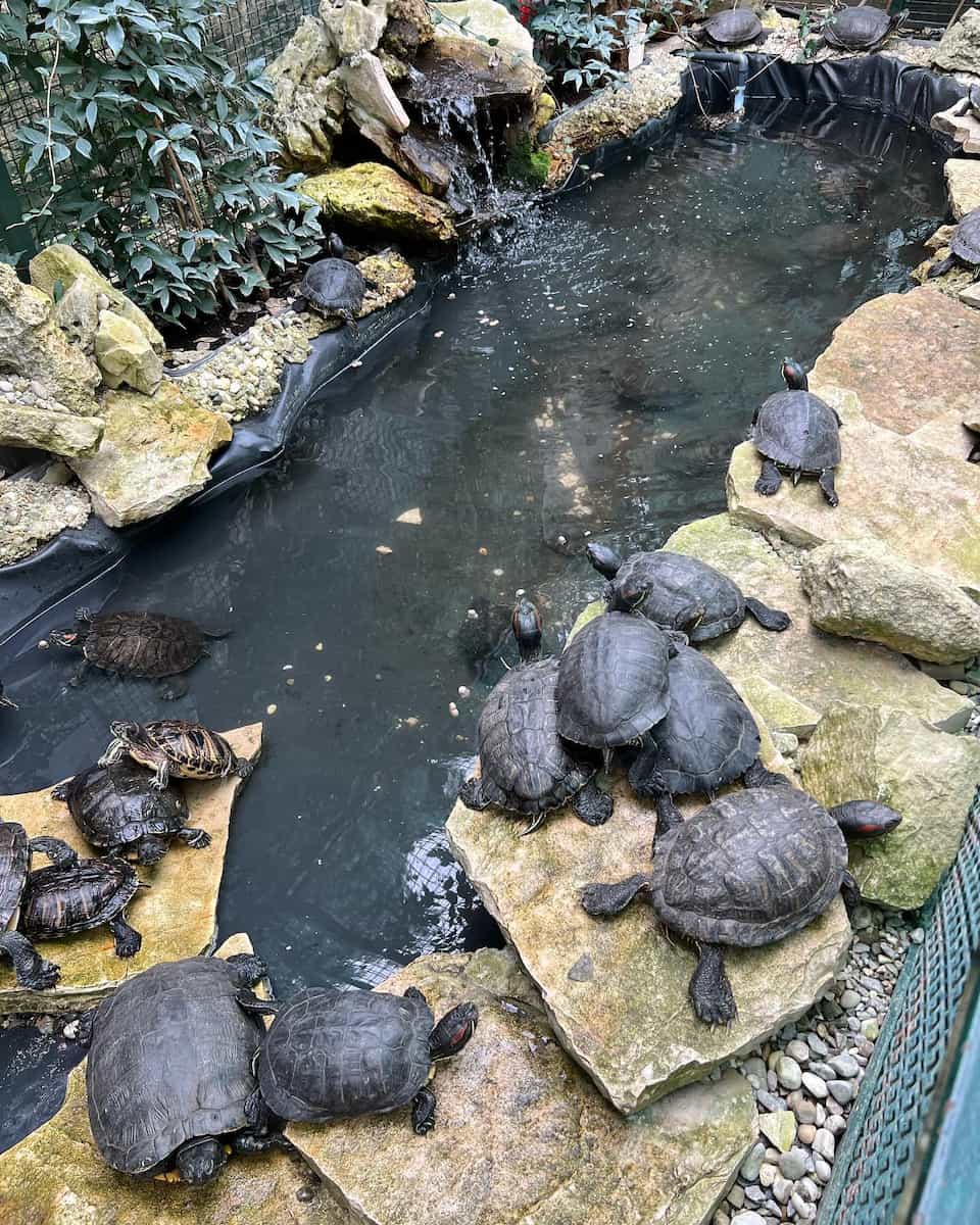 Pula Aquarium, Pula Pula Aquarium, Pula