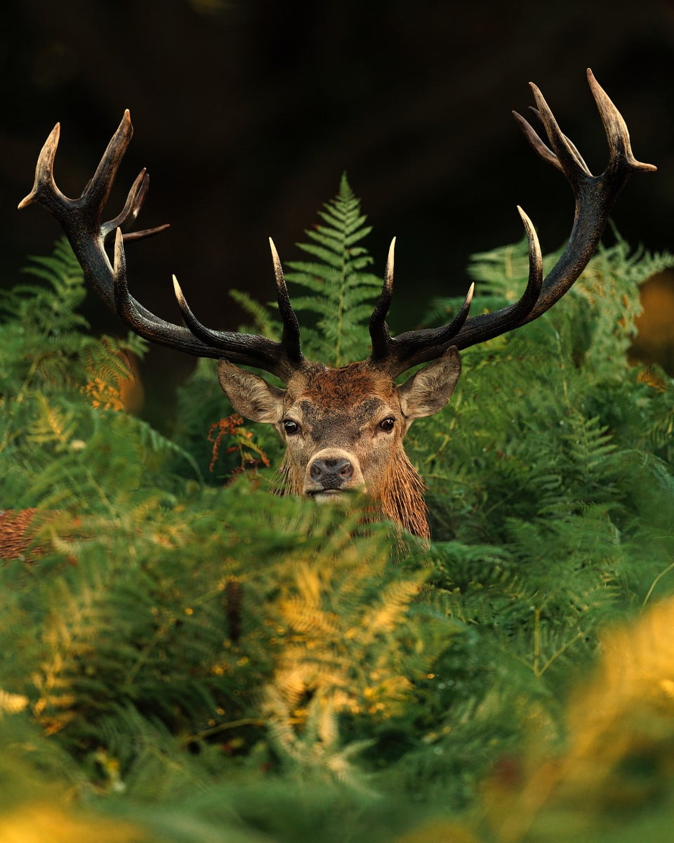 Richmond Park, London