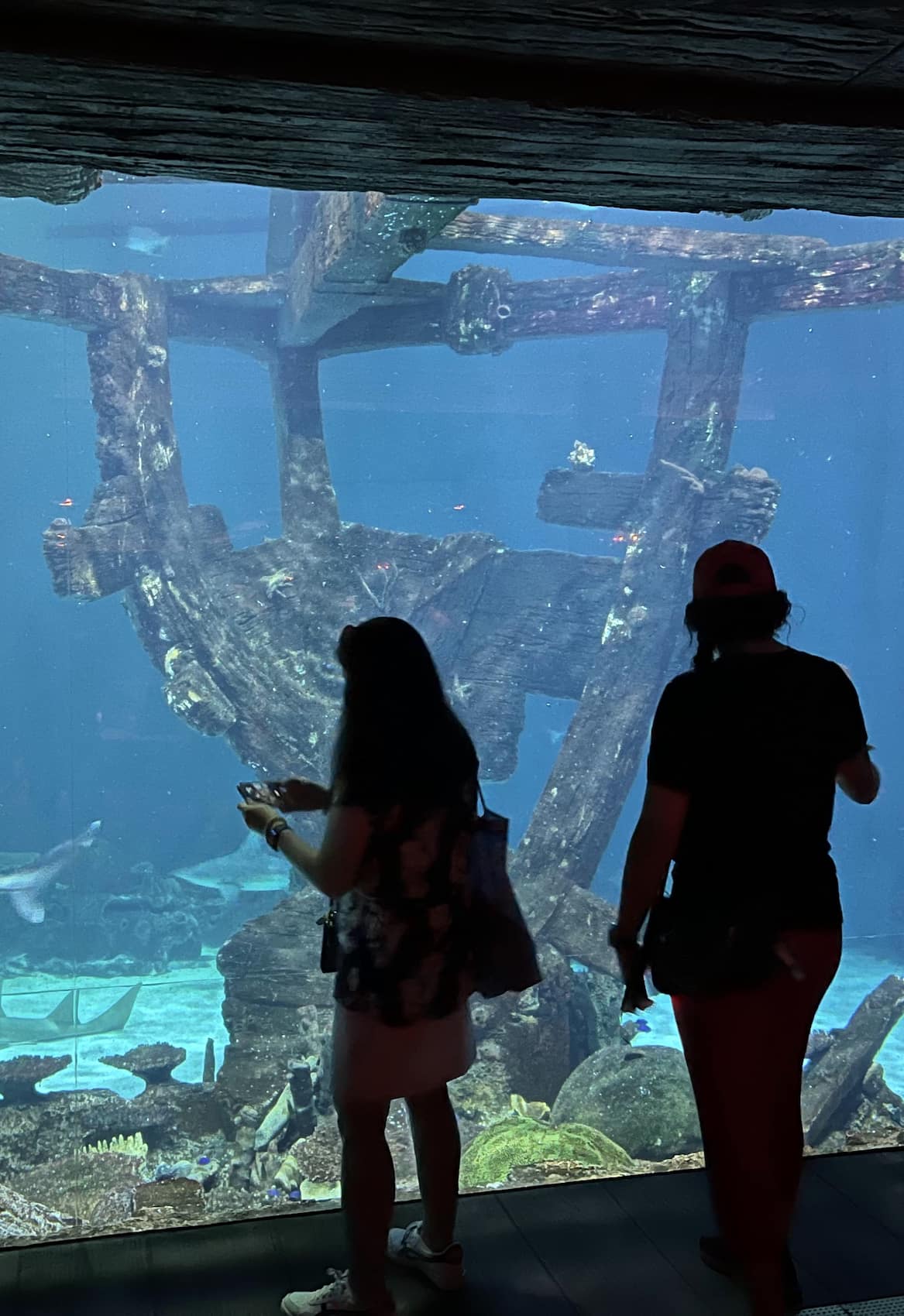 Shark Reef Aquarium Las Vegas